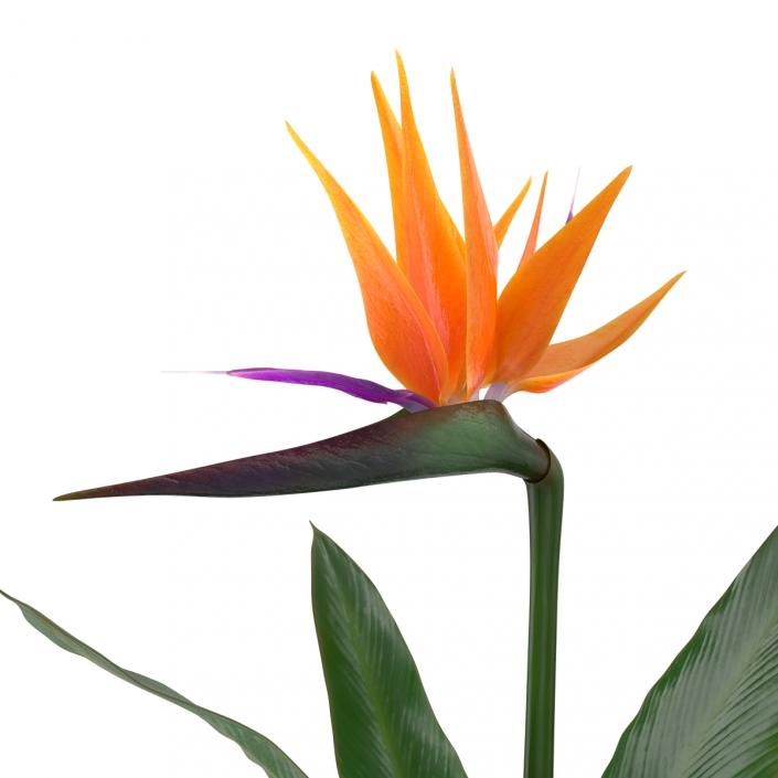 3D Bird of Paradise Flower model