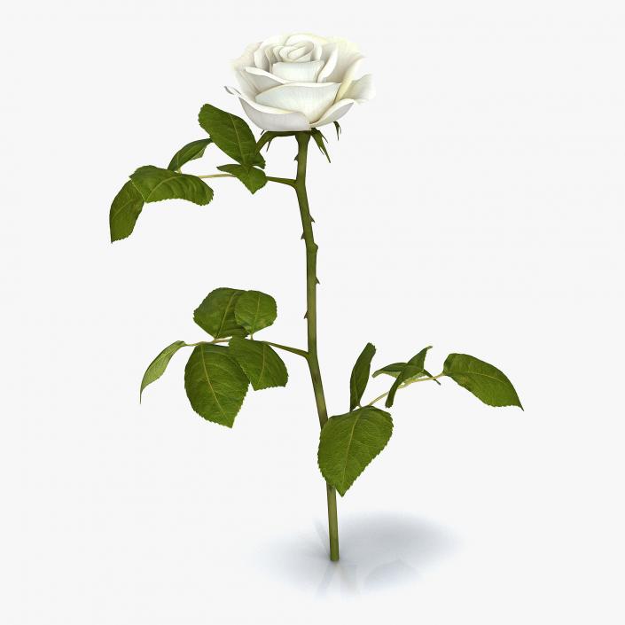 Rose 3 White 3D