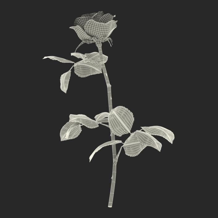 Rose 3 White 3D