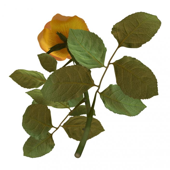 3D Rose 3 Yellow model