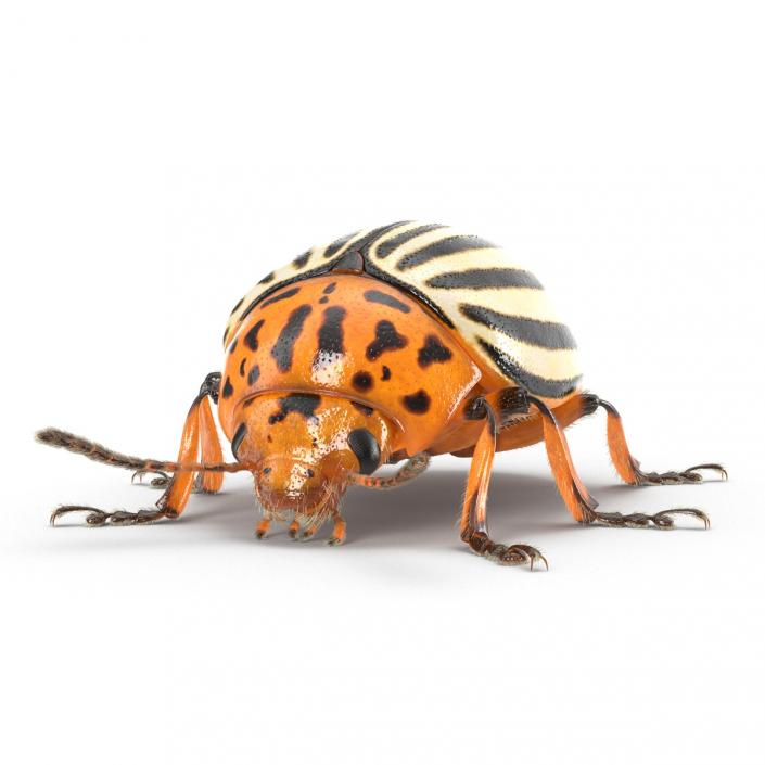 3D Colorado Potato Beetle with Fur Rigged model