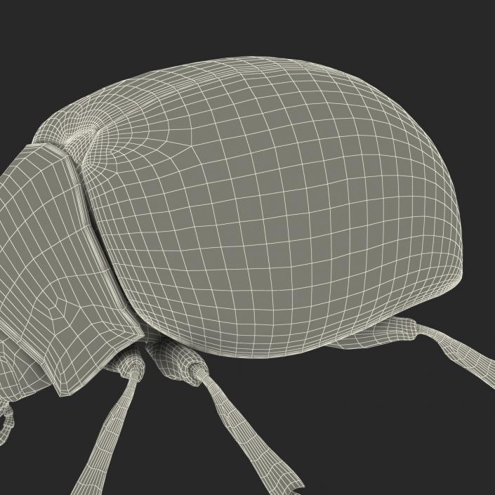 3D Colorado Potato Beetle with Fur Rigged model