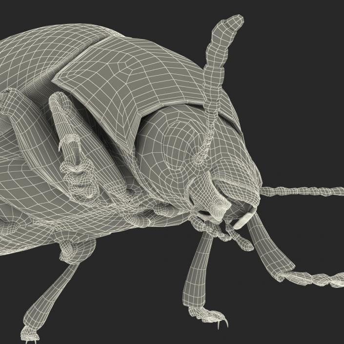 3D Colorado Potato Beetle with Fur
