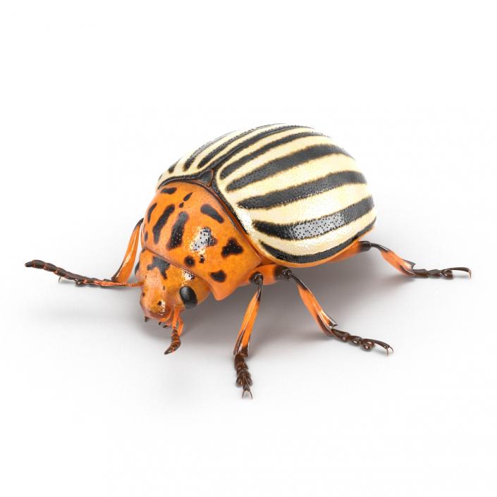 Colorado Potato Beetle 3D