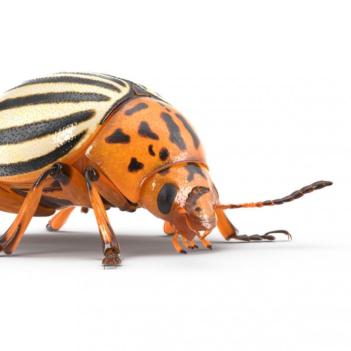 Colorado Potato Beetle 3D