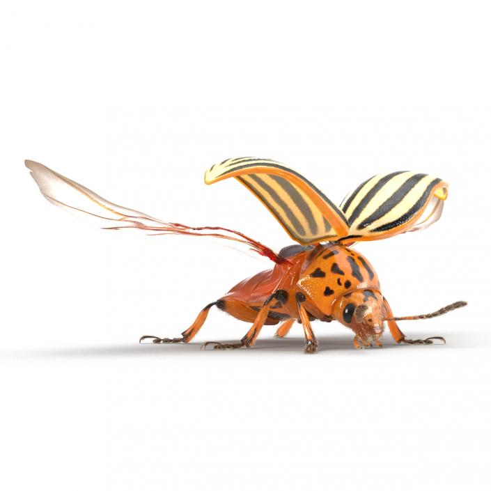 3D model Colorado Potato Beetle 2 with Fur Rigged