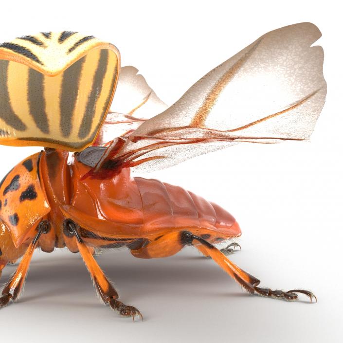 3D model Colorado Potato Beetle 2 with Fur Rigged