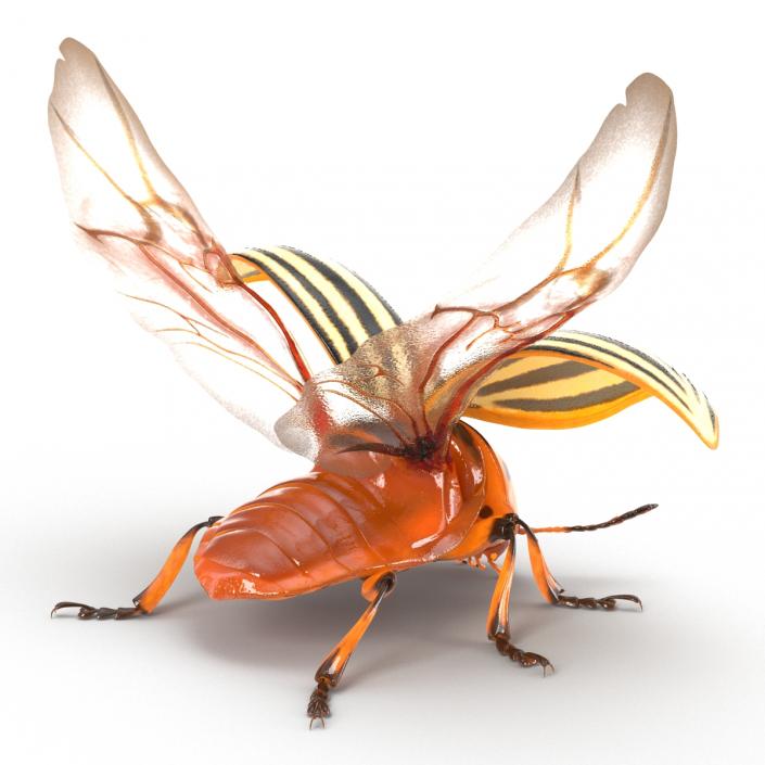 3D Colorado Potato Beetle 2 Rigged