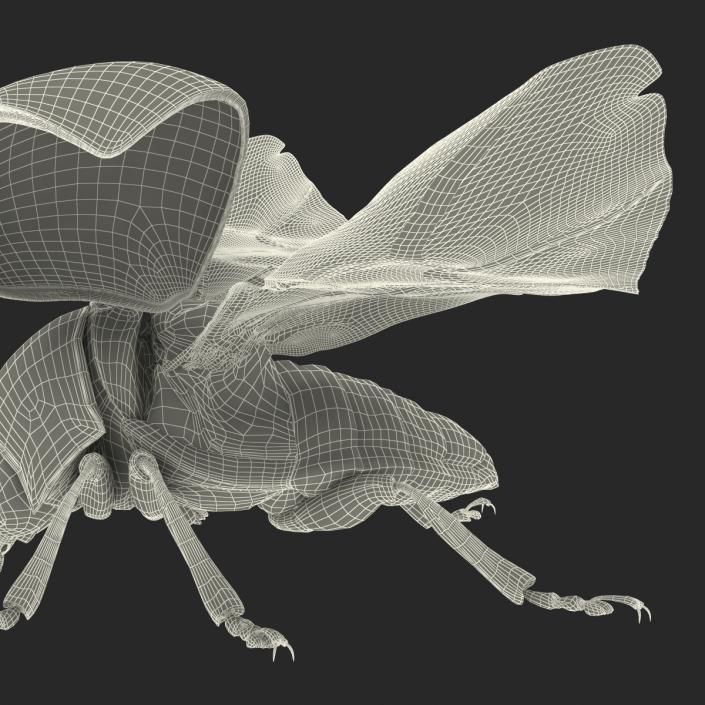 3D Colorado Potato Beetle 2 Rigged
