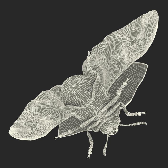 Colorado Potato Beetle 2 3D model