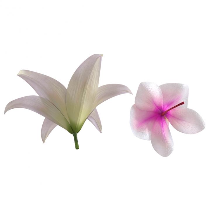 3D Flowers Collection model