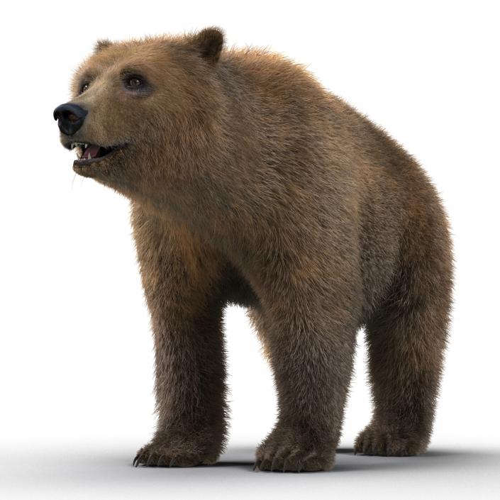 3D Brown Bear with Fur Rigged