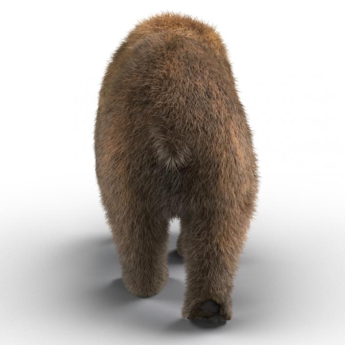 3D Brown Bear with Fur Rigged