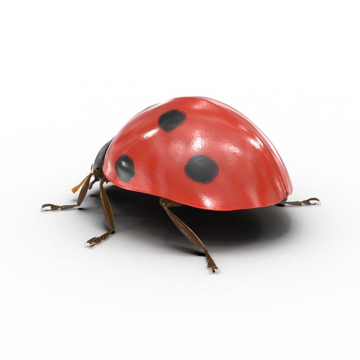 LadyBug 3D model
