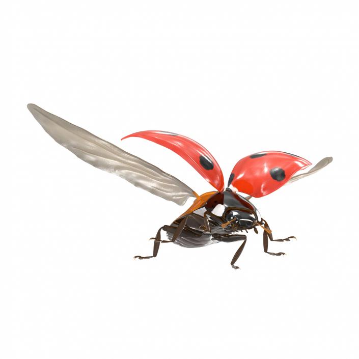 Flying Ladybug 3D model
