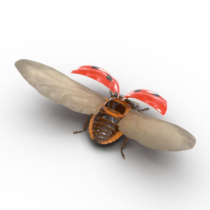 3D Flying Ladybug with Fur model