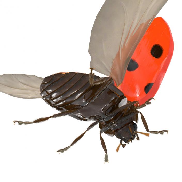 3D Flying Ladybug with Fur model