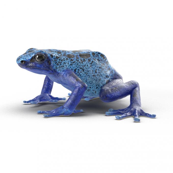 3D Poison Dart Frog Rigged model