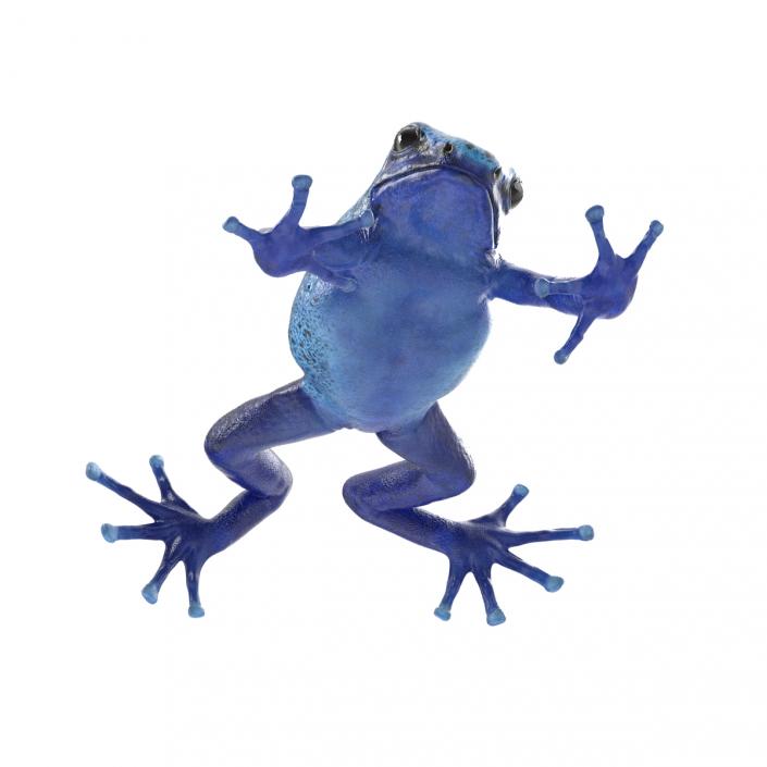 3D Poison Dart Frog Rigged model