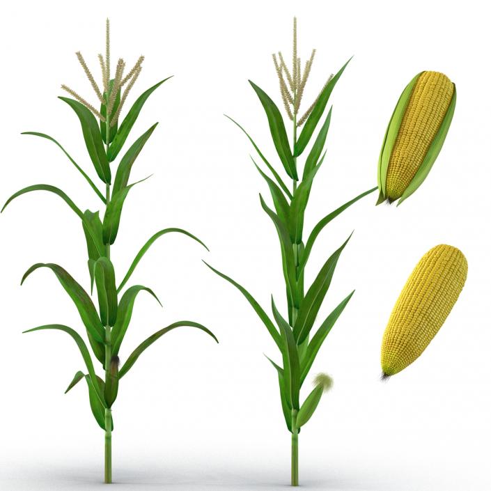 3D model Corn Collection