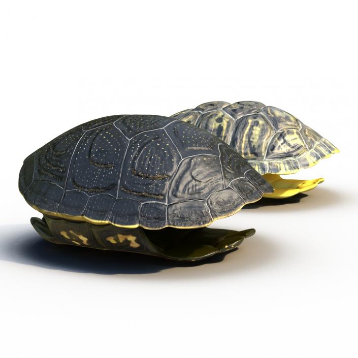 135,962 Turtle Shell Images, Stock Photos, 3D objects, & Vectors