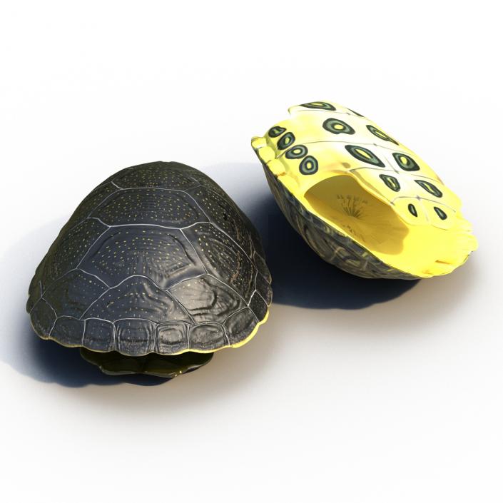 Turtle Shells Collection 3D model