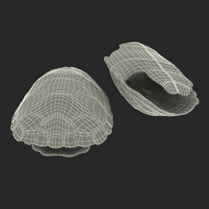 Turtle Shells Collection 3D model
