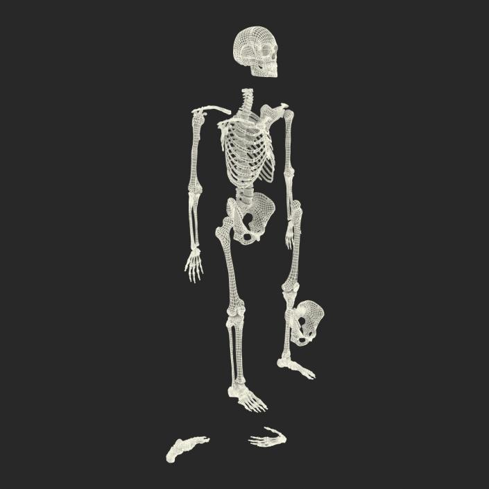 Male Skeleton Collection 3D model