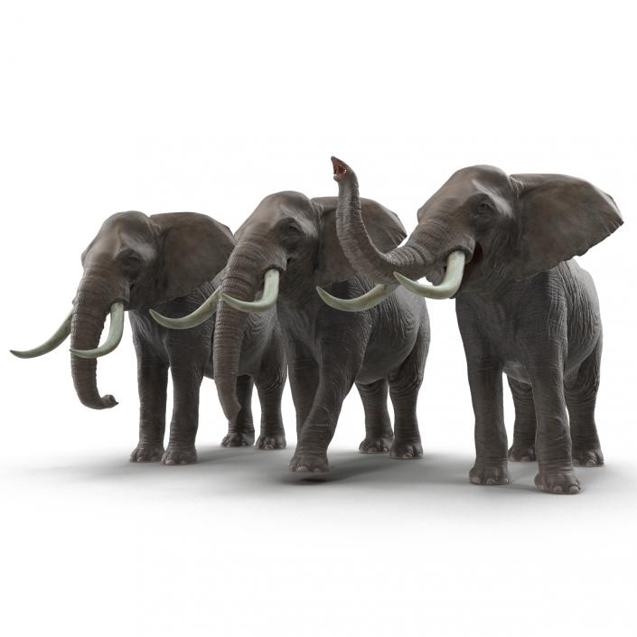3D model Elephants Collection