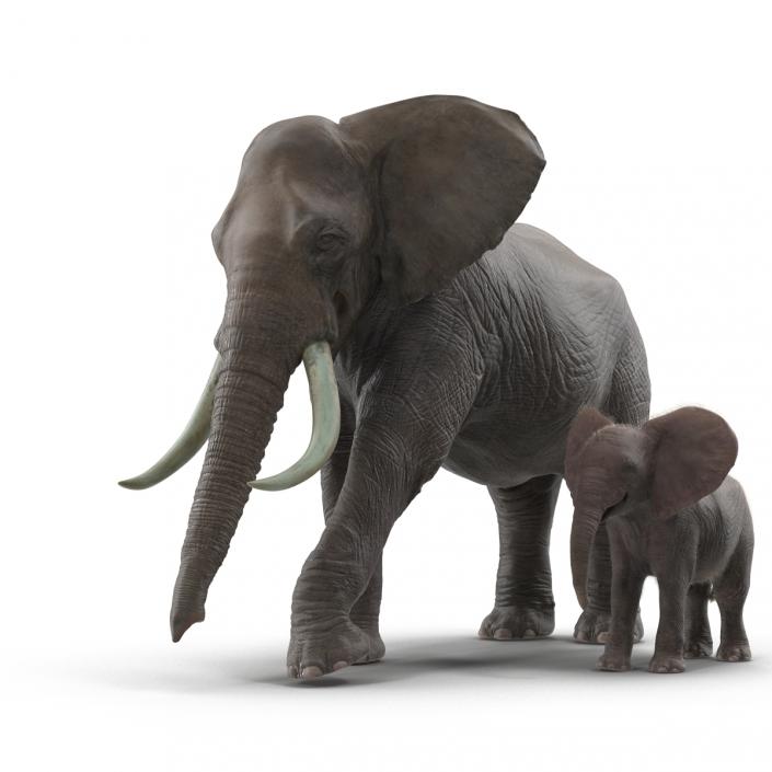 Elephants Rigged Collection 3D