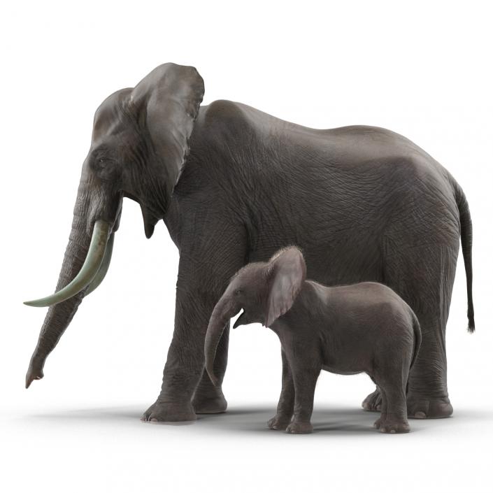 Elephants Rigged Collection 3D