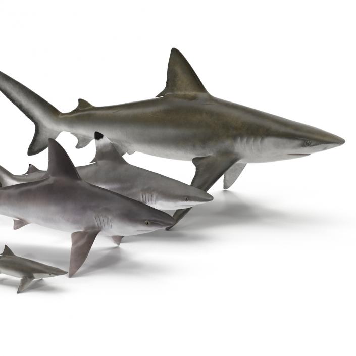 Sharks Collection 7 3D model