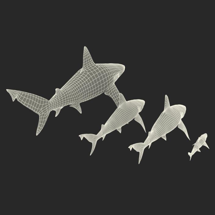 Sharks Collection 7 3D model