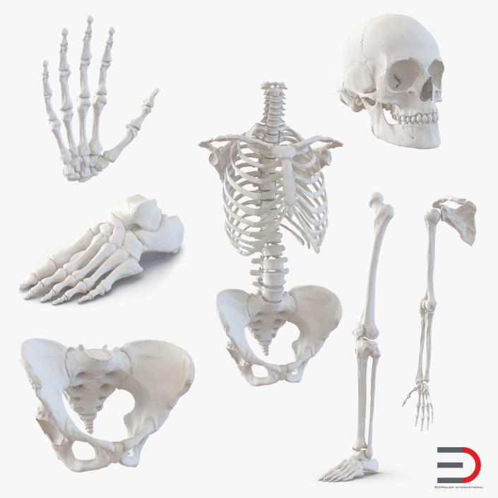 3D Female Skeleton Collection