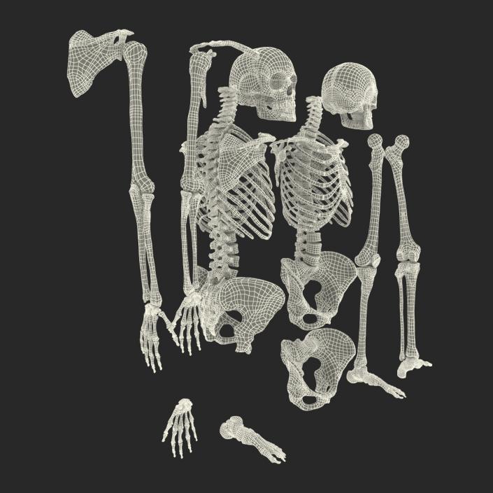 3D Female Skeleton Collection