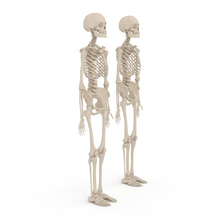 Human Male and Female Skeletons Collection 3D