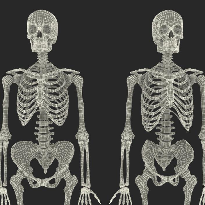 Human Male and Female Skeletons Collection 3D
