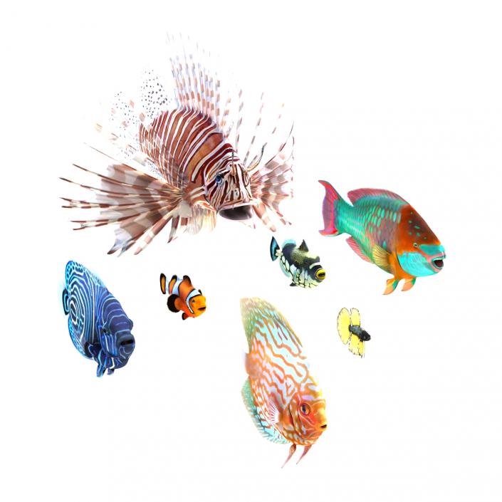 Coral Fishs Collection 3D