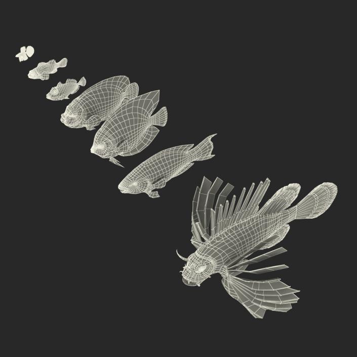 Coral Fishs Collection 3D