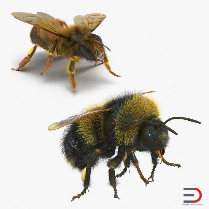 3D Bee and Bumblebee Collection model