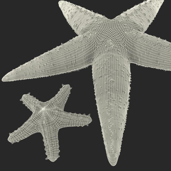 3D Starfishes Collection