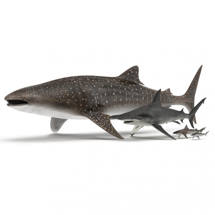 Sharks Collection 8 3D model