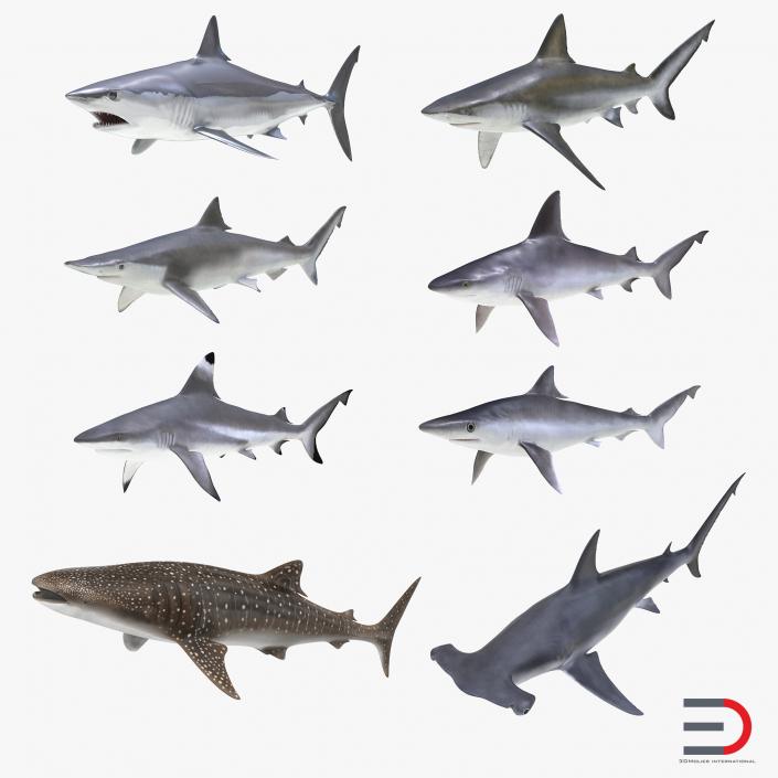 3D model Sharks Collection 10