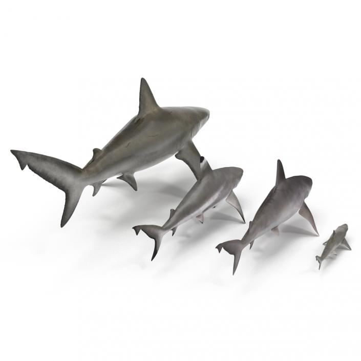 Sharks Collection 9 3D model