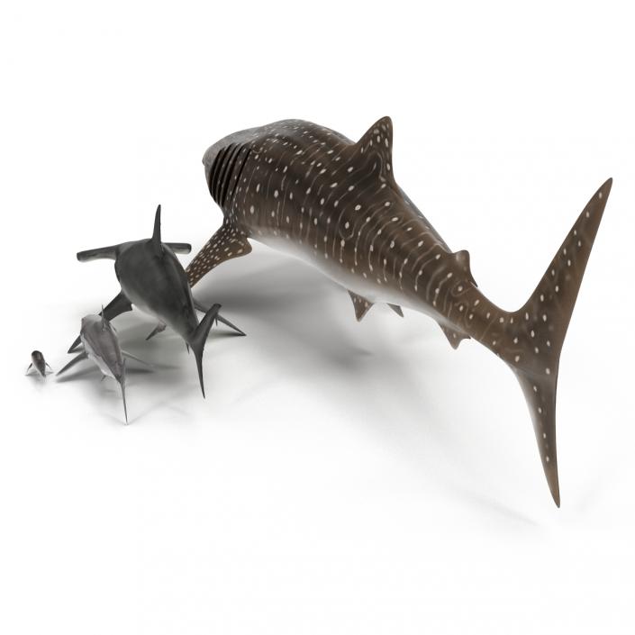 Sharks Collection 9 3D model