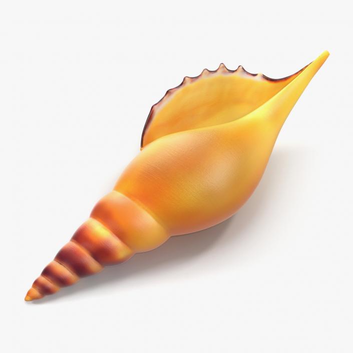 3D model Seashell