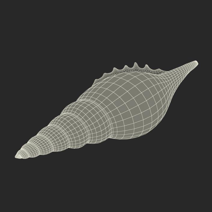 3D model Seashell