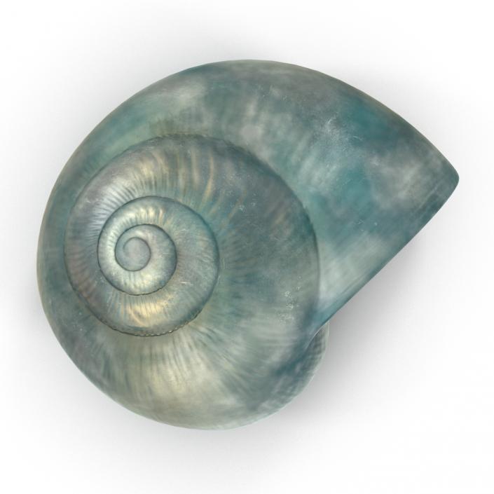 3D model Seashell 2