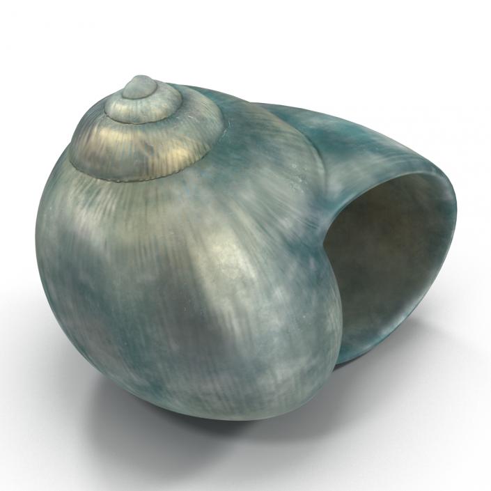 3D model Seashell 2