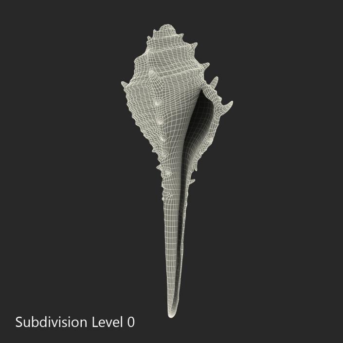 3D model Seashell 3